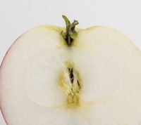 Sariola Apple